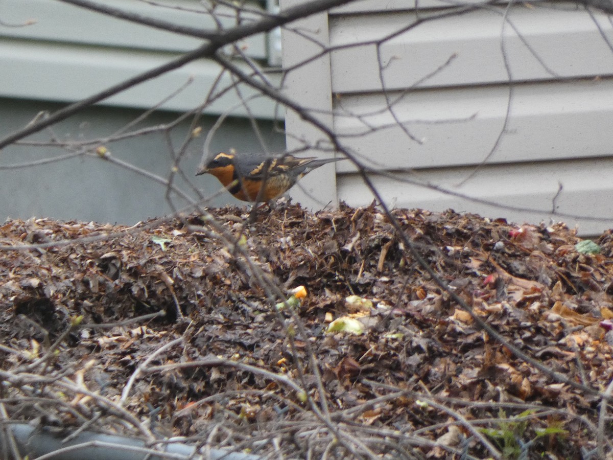 Varied Thrush - ML618328406