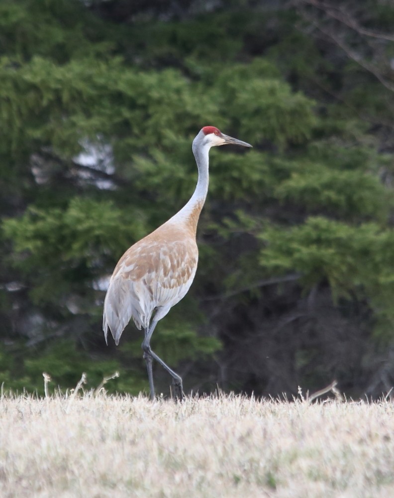 Sandhill Crane - Josée Rousseau