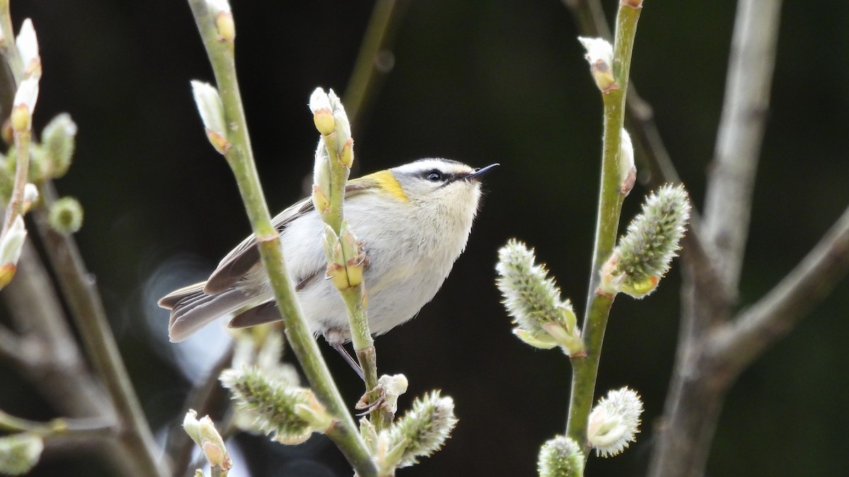 Common Firecrest - Andy  Woodward