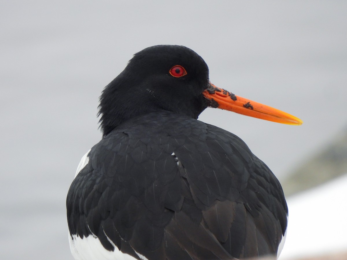 Eurasian Oystercatcher - ML618328423