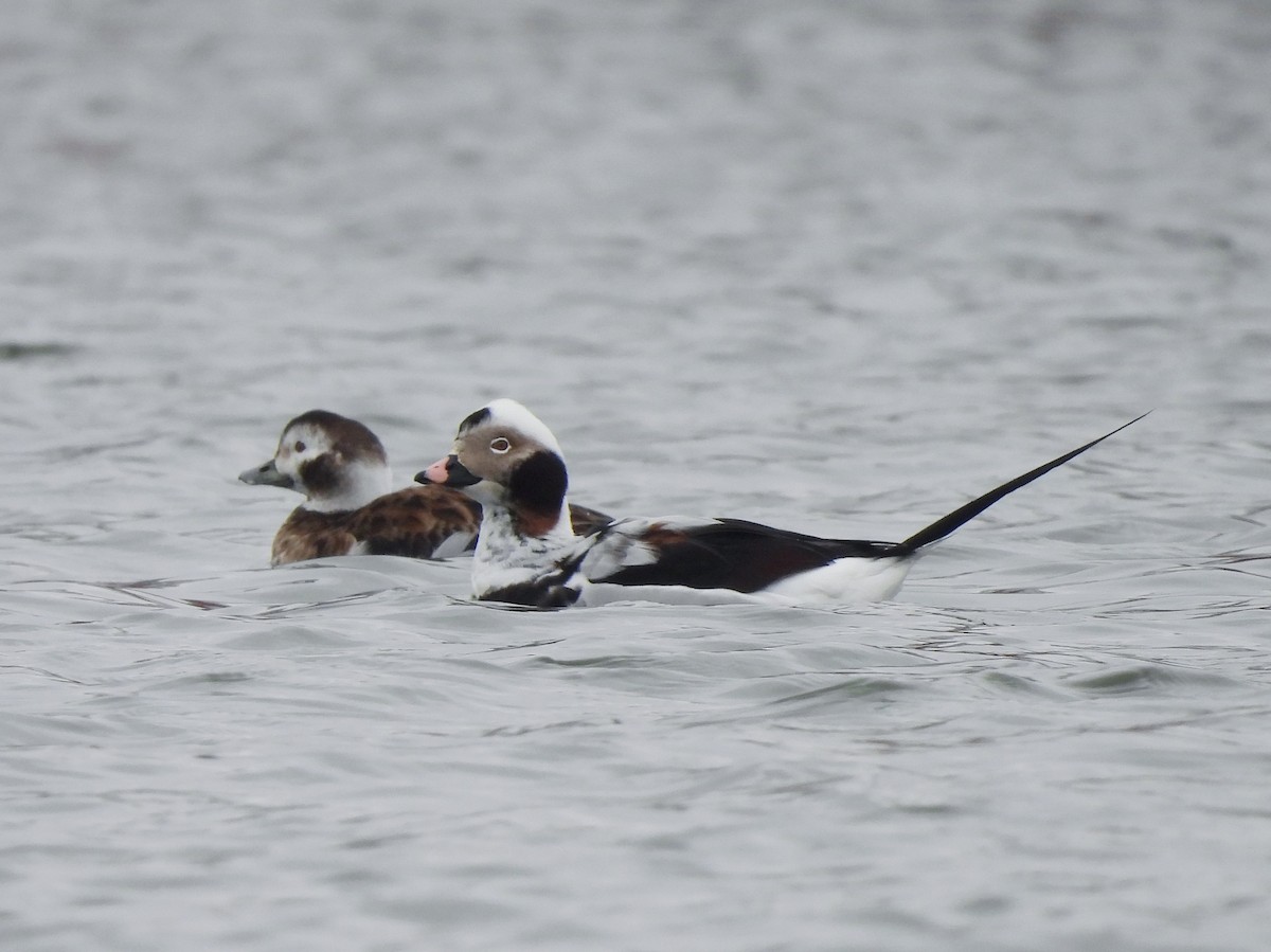 Long-tailed Duck - Adrián Colino Barea