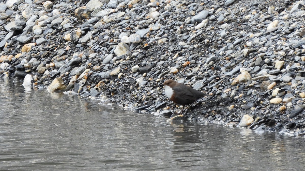 White-throated Dipper - Andy  Woodward
