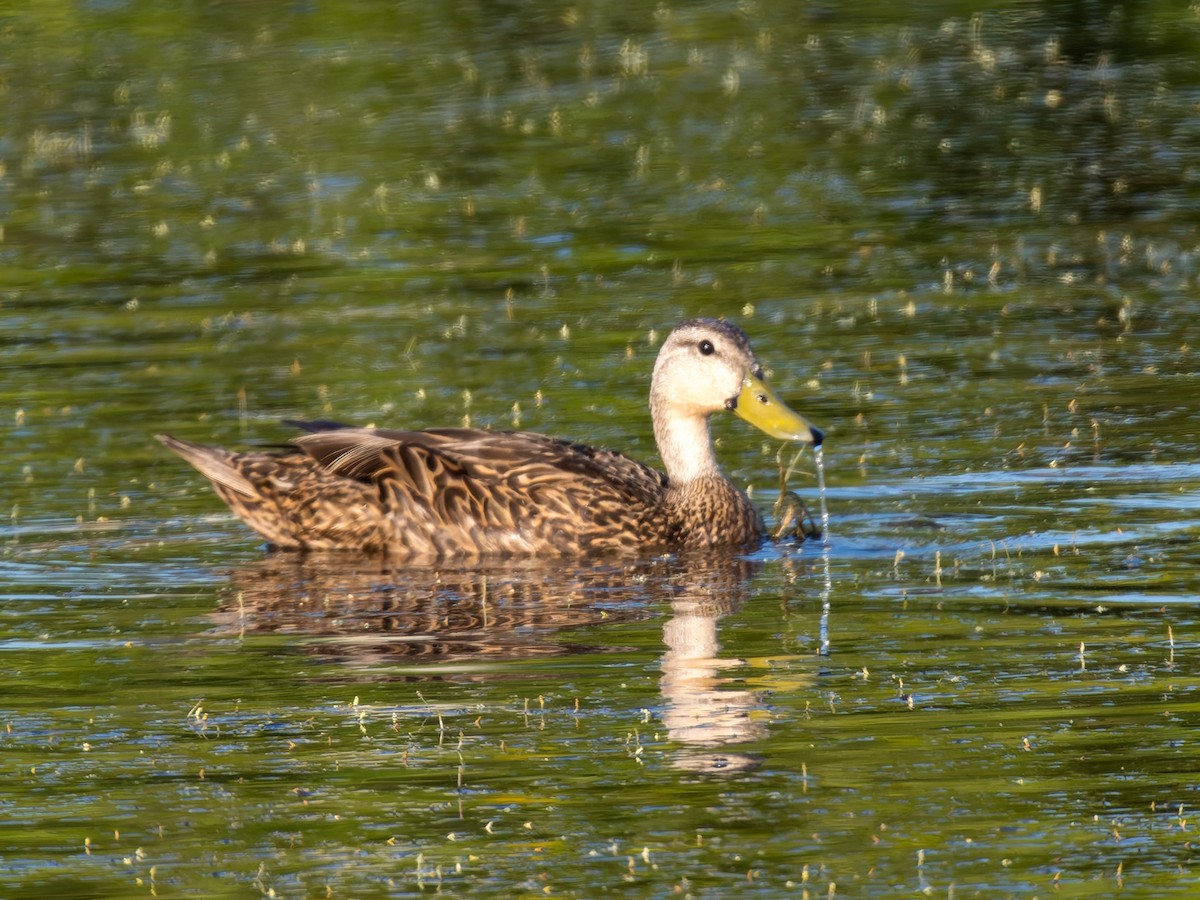 Mottled Duck - ML618328438