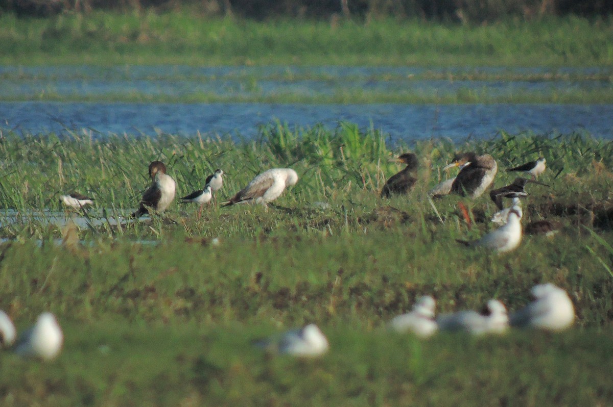 Black-winged Stilt - Zbigniew Kajzer