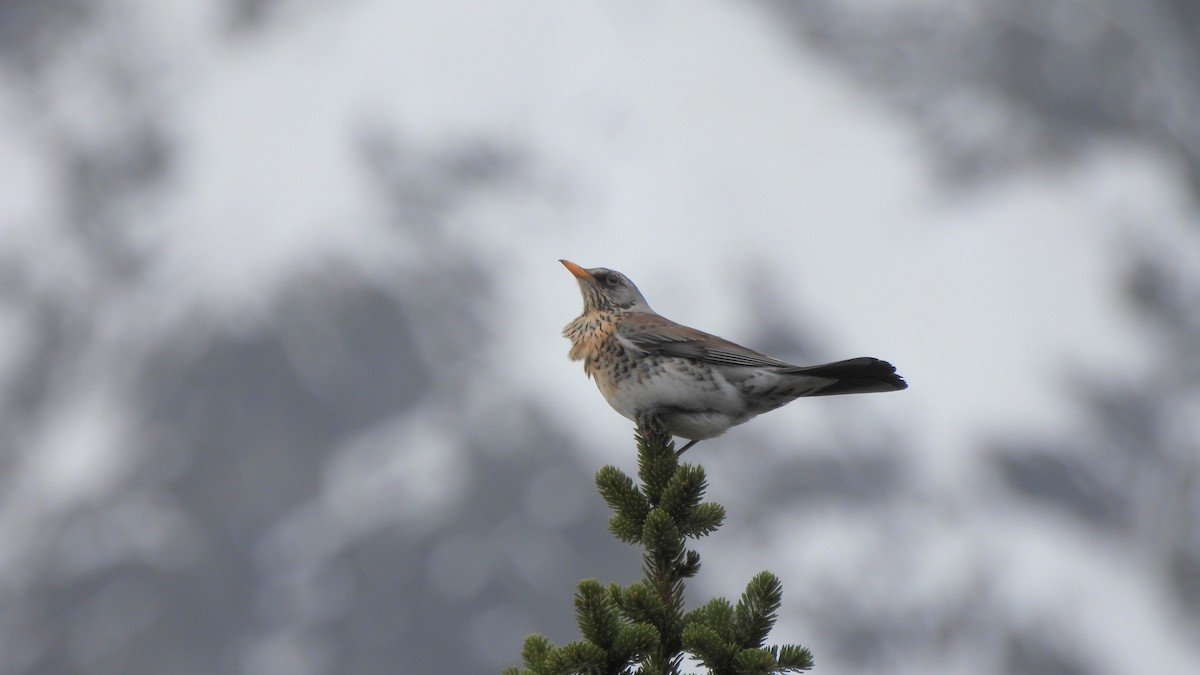 Fieldfare - Andy  Woodward