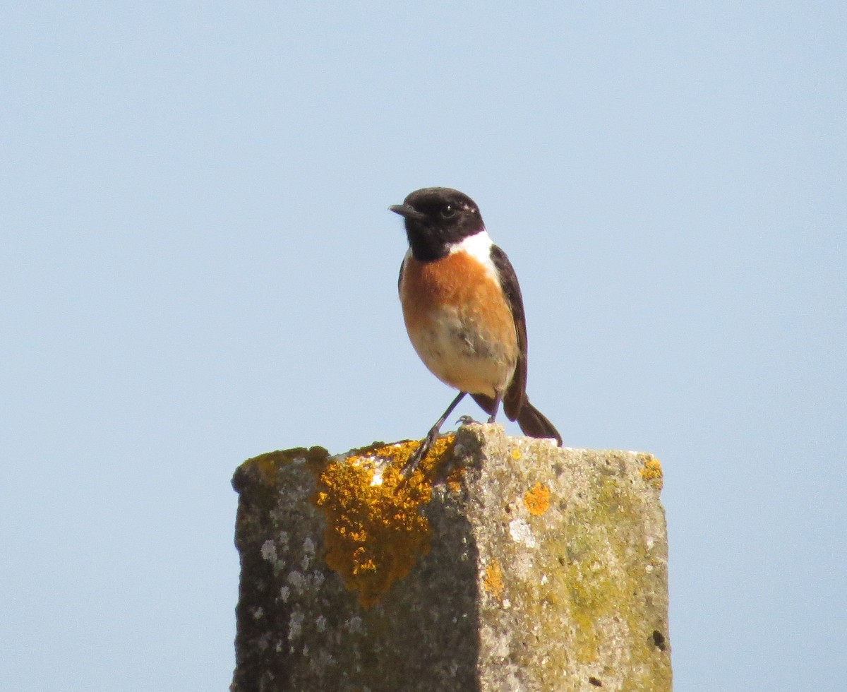 European Stonechat - ML618328509