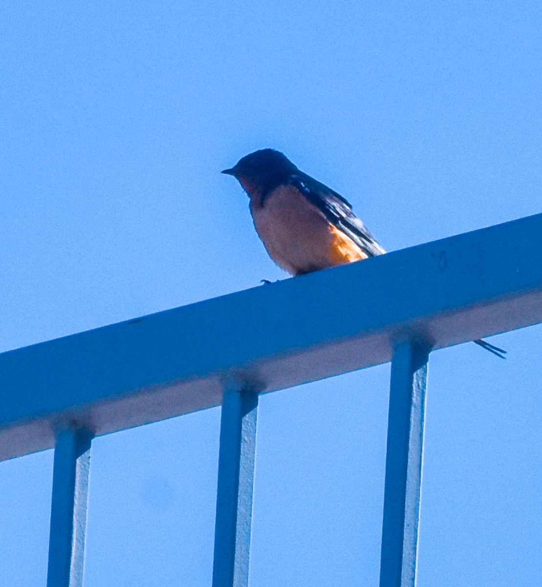 Barn Swallow - ML618328531