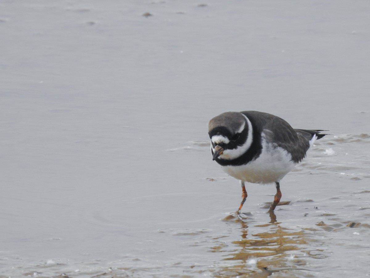 Common Ringed Plover - Fernando Gastón