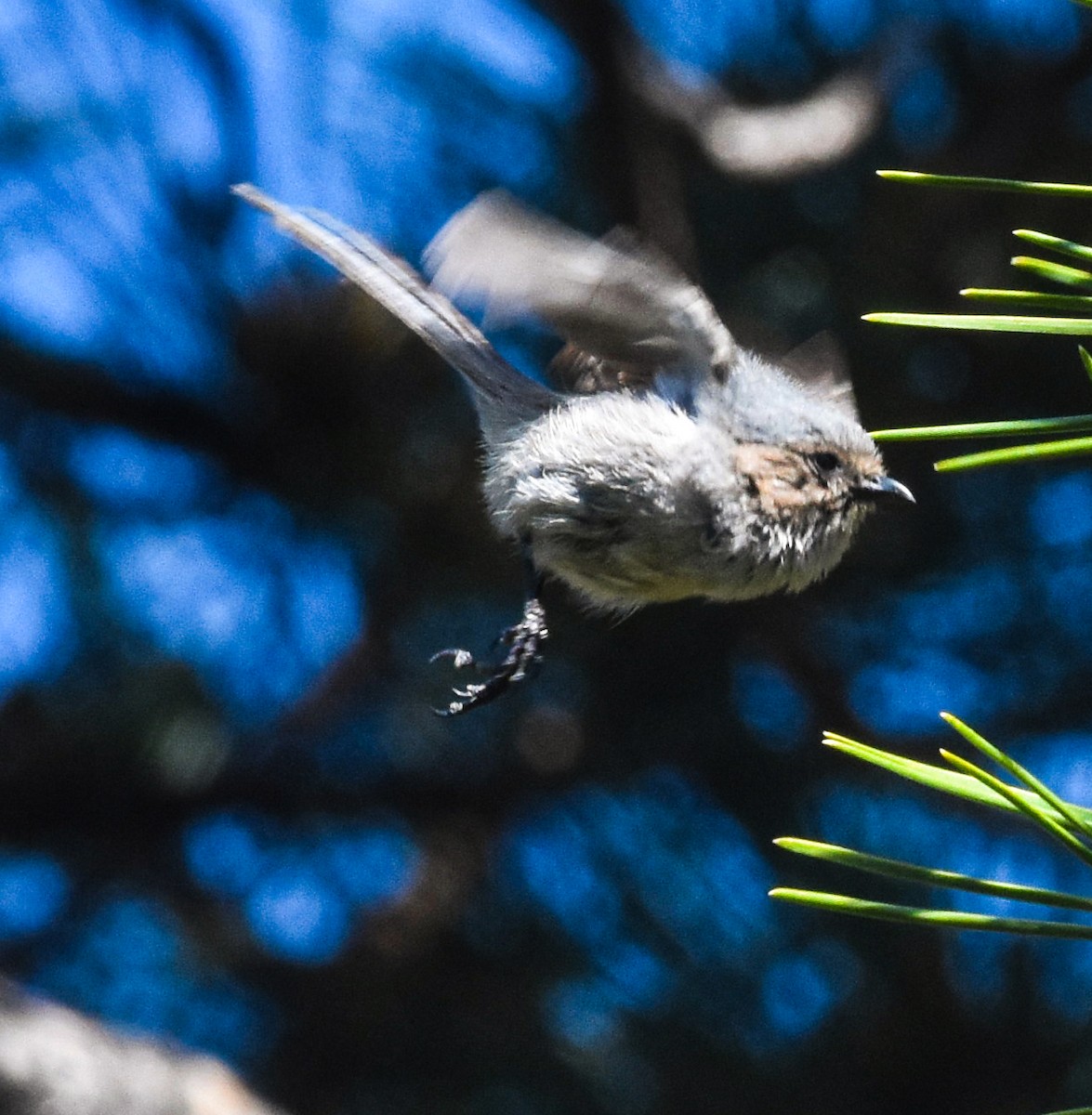 Bushtit - ML618328571