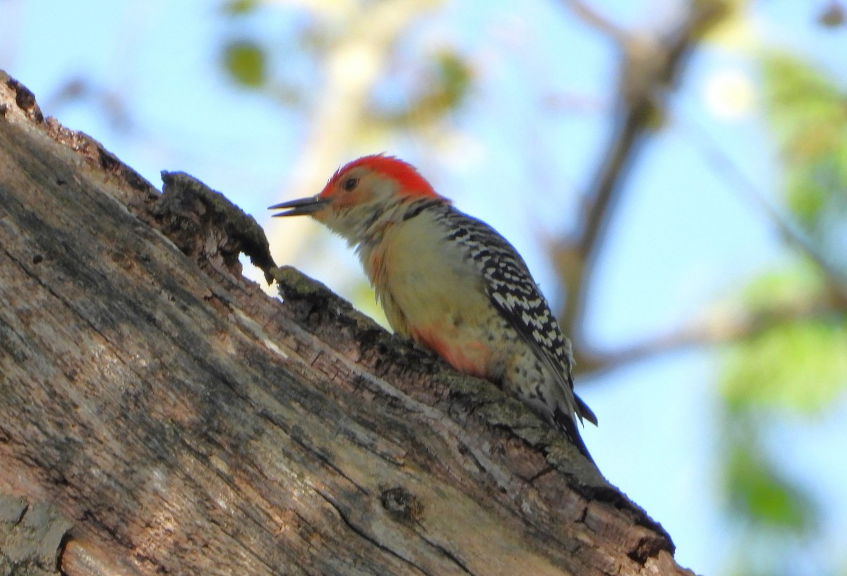 Red-bellied Woodpecker - Ken Vinciquerra