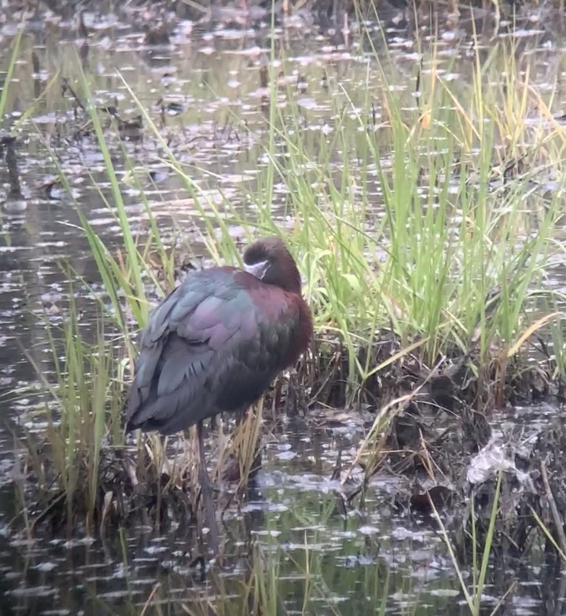 Glossy Ibis - ML618328694