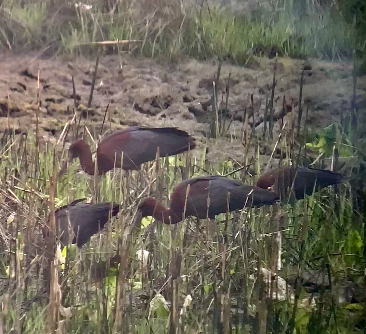 Glossy Ibis - ML618328695