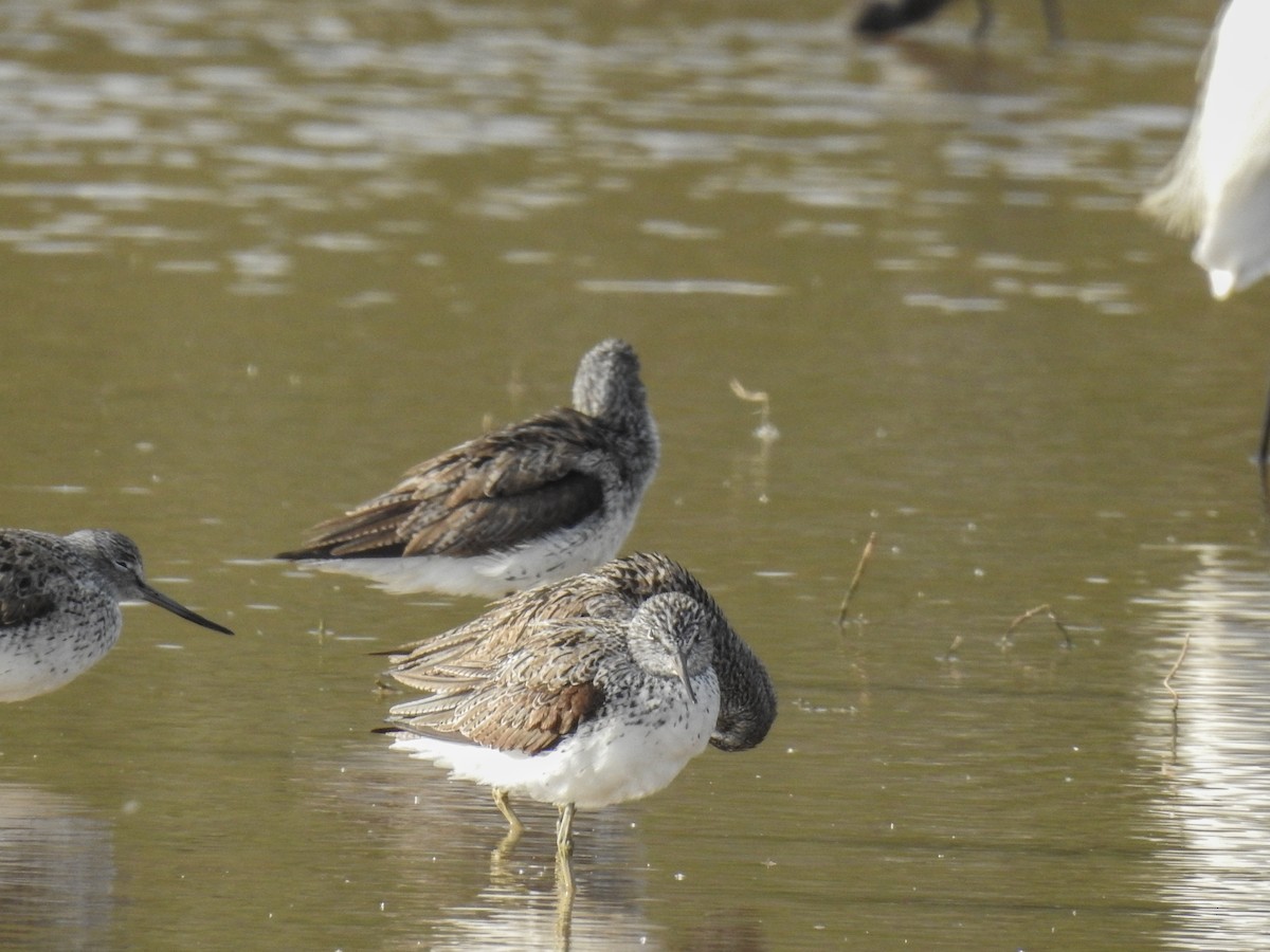 Common Greenshank - Fernando Gastón