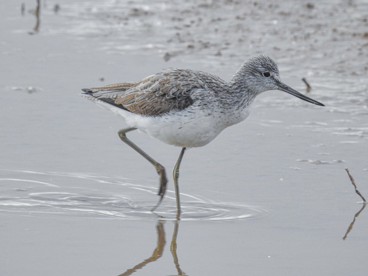 Common Greenshank - ML618328707