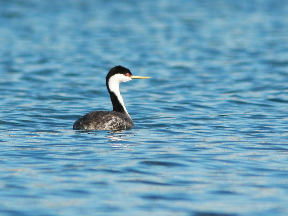 Western Grebe - ML618328747