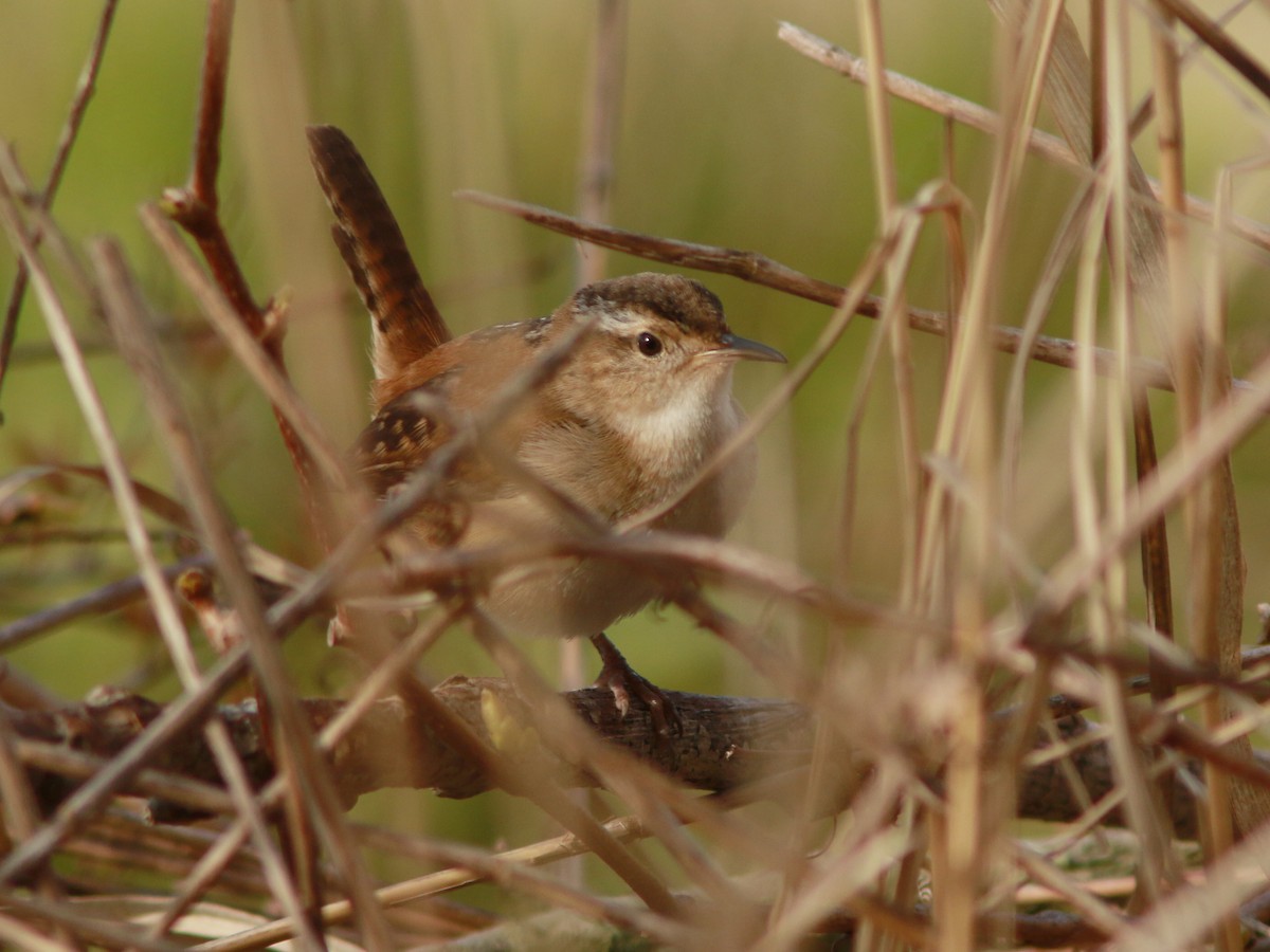 Marsh Wren - ML618328756