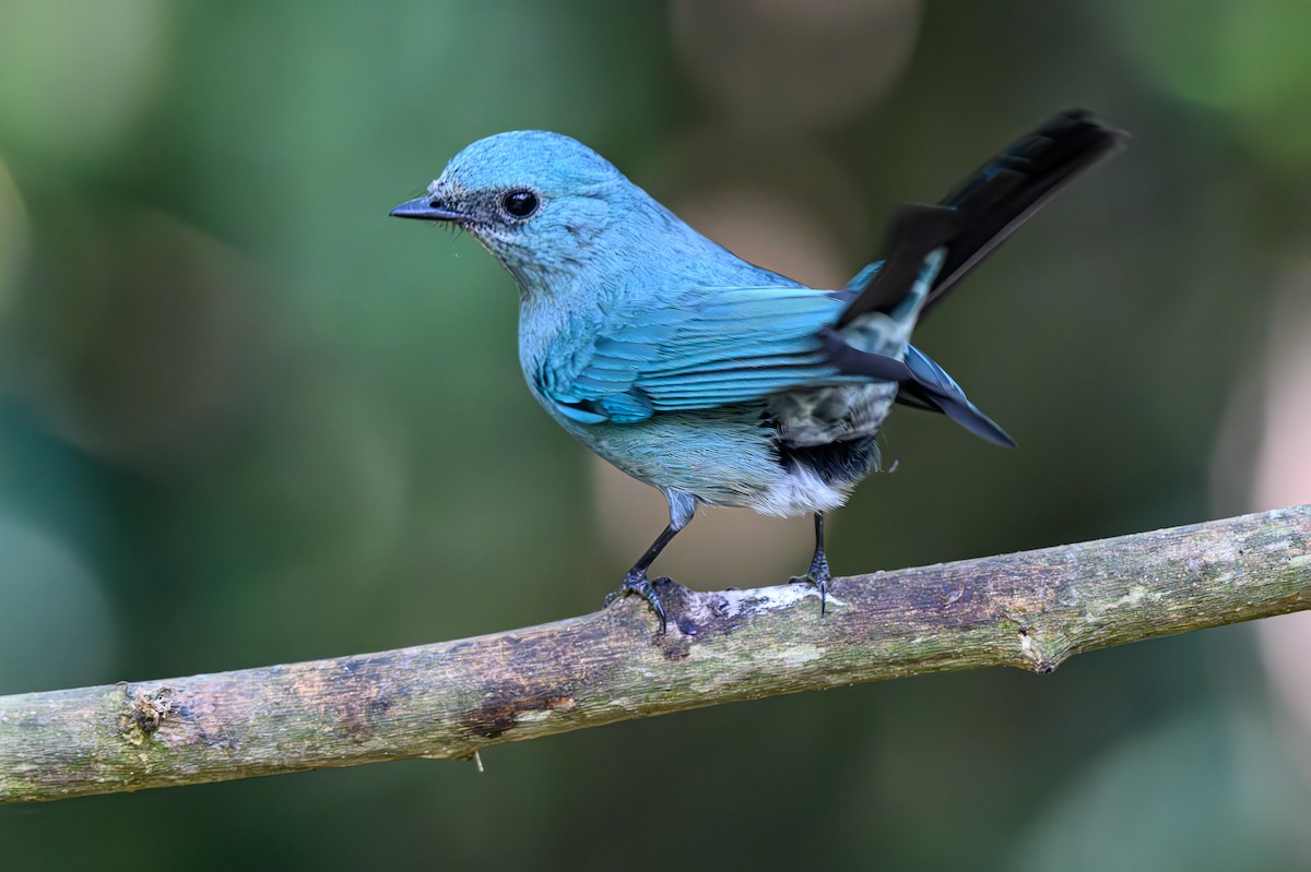 Pale Blue Flycatcher - ML618328777