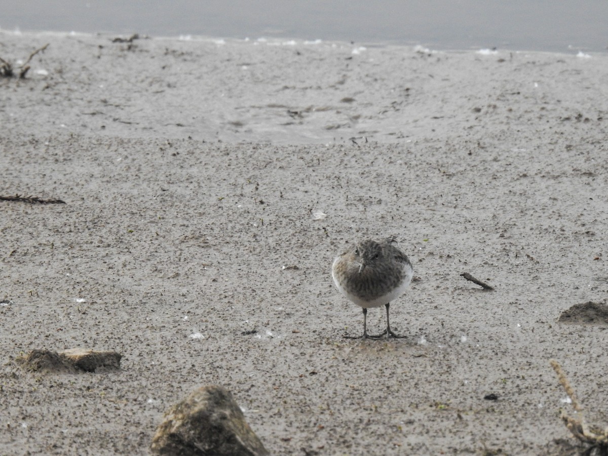 Temminck's Stint - Fernando Gastón