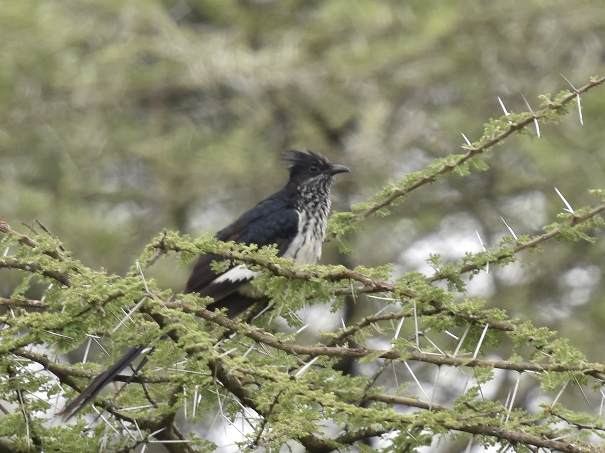 Levaillant's Cuckoo - Shirley Bobier