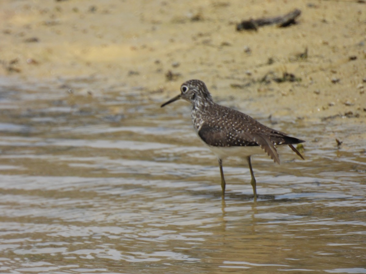 Solitary Sandpiper - Luke Schneider