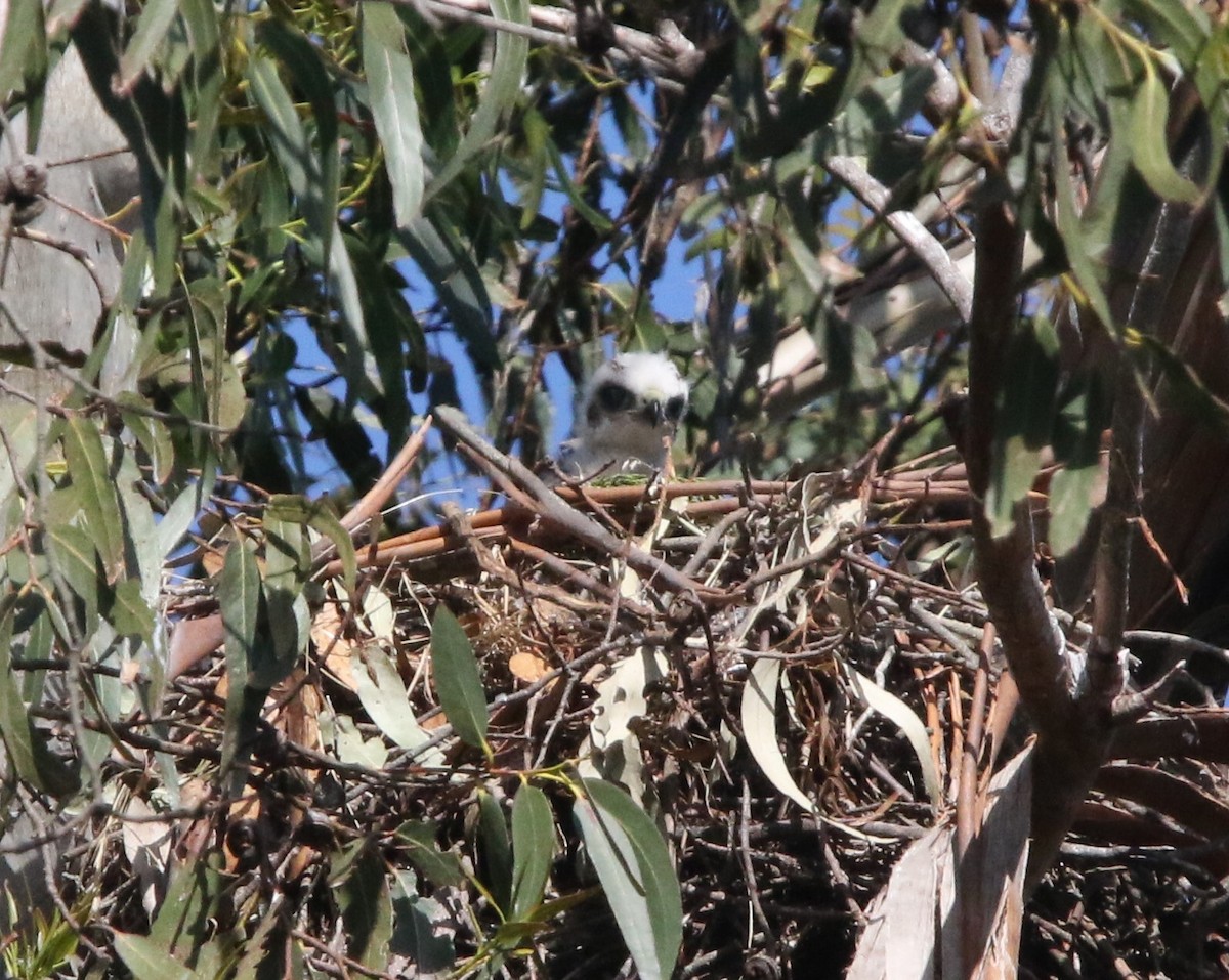 Red-tailed Hawk - Robbie & Bob Revel