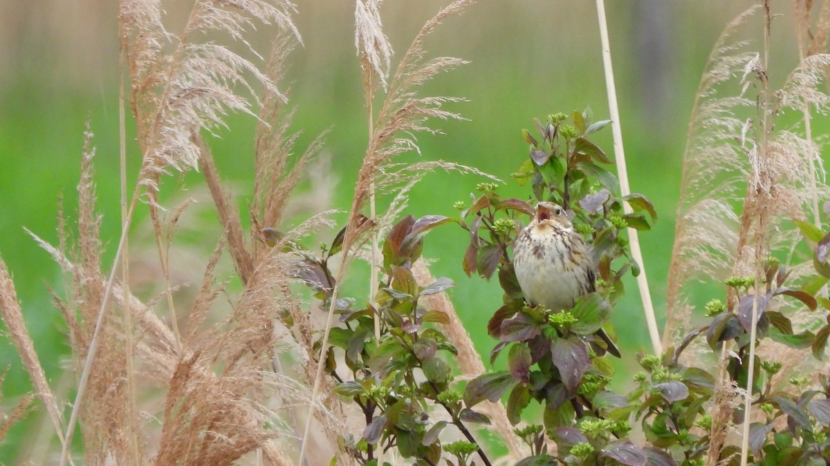 Corn Bunting - ML618328902