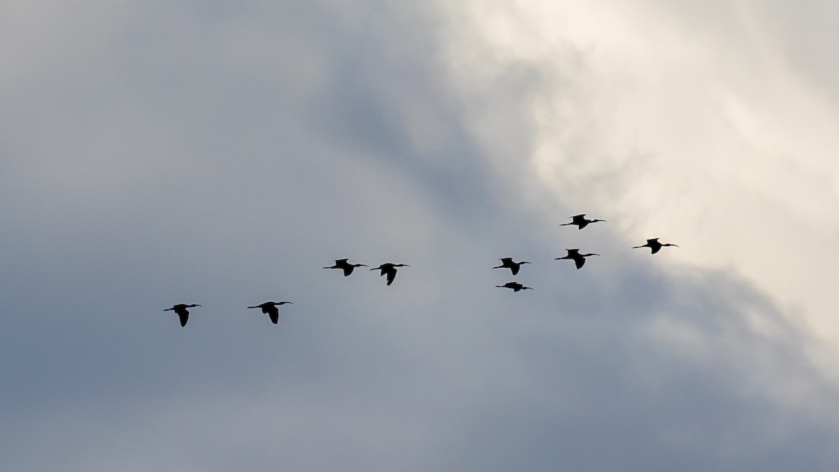 Glossy Ibis - Antonio M Abella