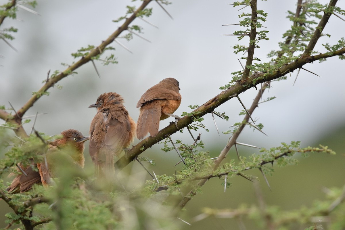 Rufous Chatterer - Shirley Bobier