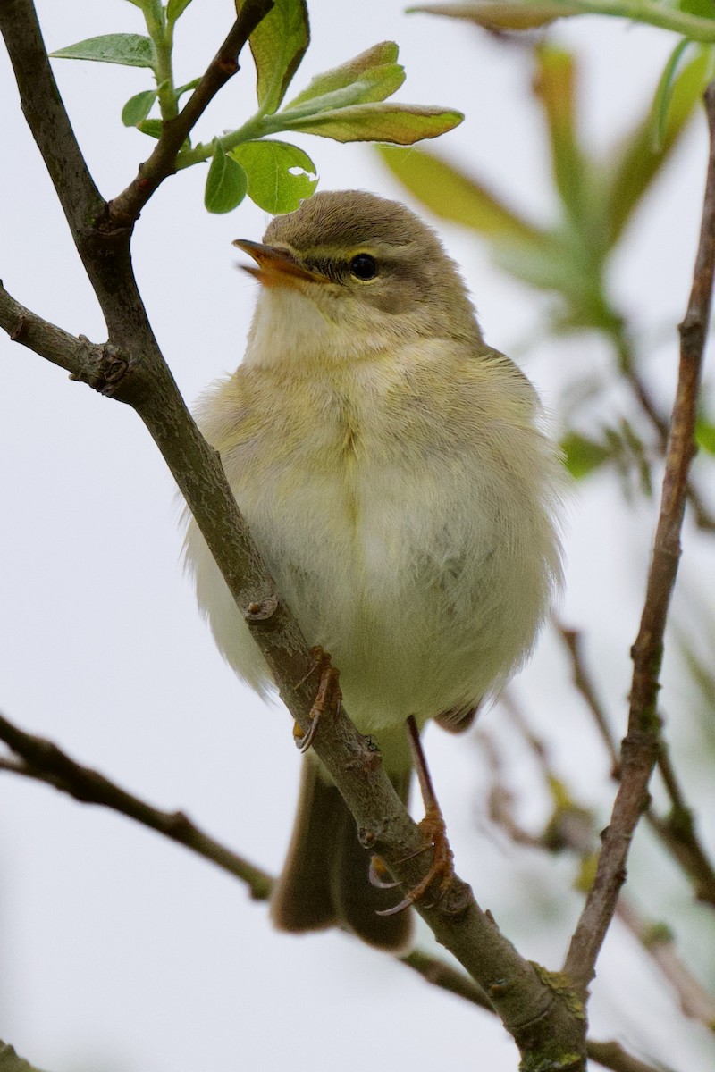 Willow Warbler - ML618329018