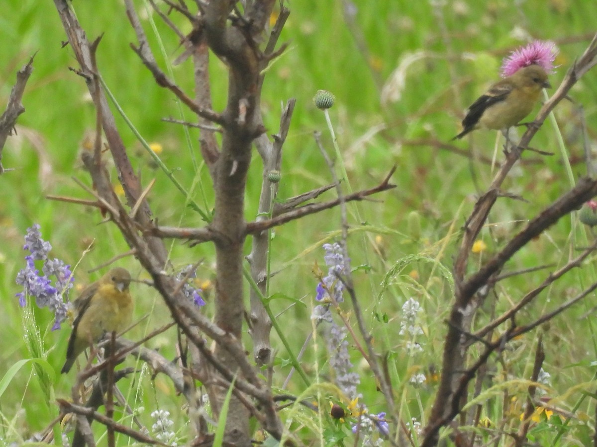 American Goldfinch - Annelia Williams