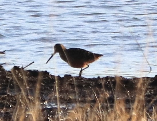 Long-billed Dowitcher - Gregg Goodrich