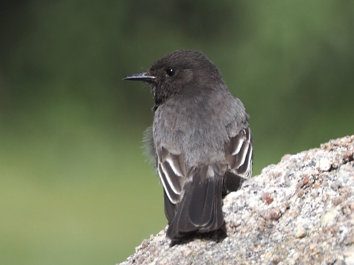 Black Phoebe - ML618329109