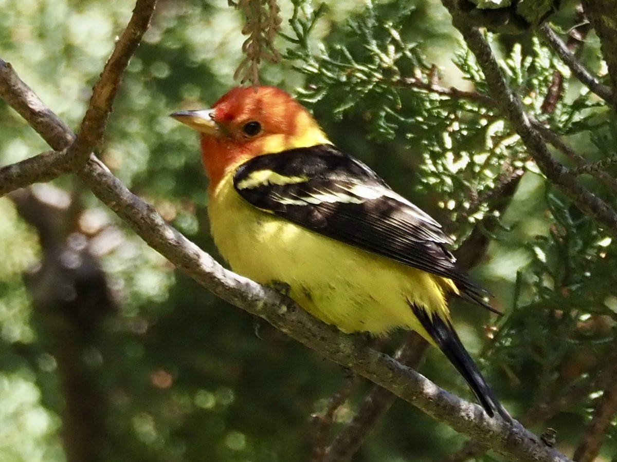 Western Tanager - ML618329137