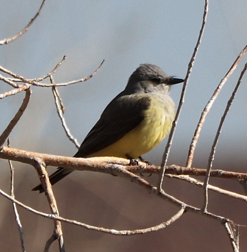 Western Kingbird - Gregg Goodrich