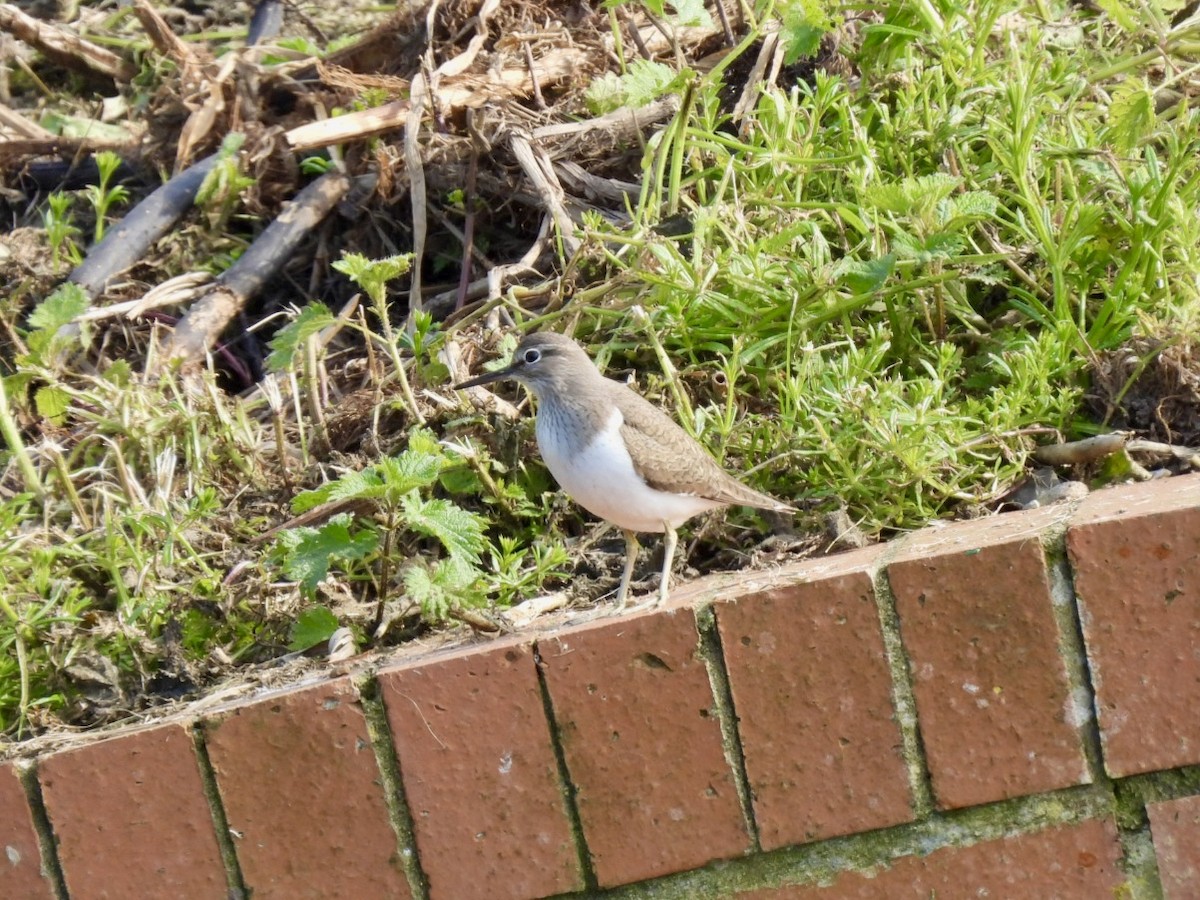 Common Sandpiper - ML618329271