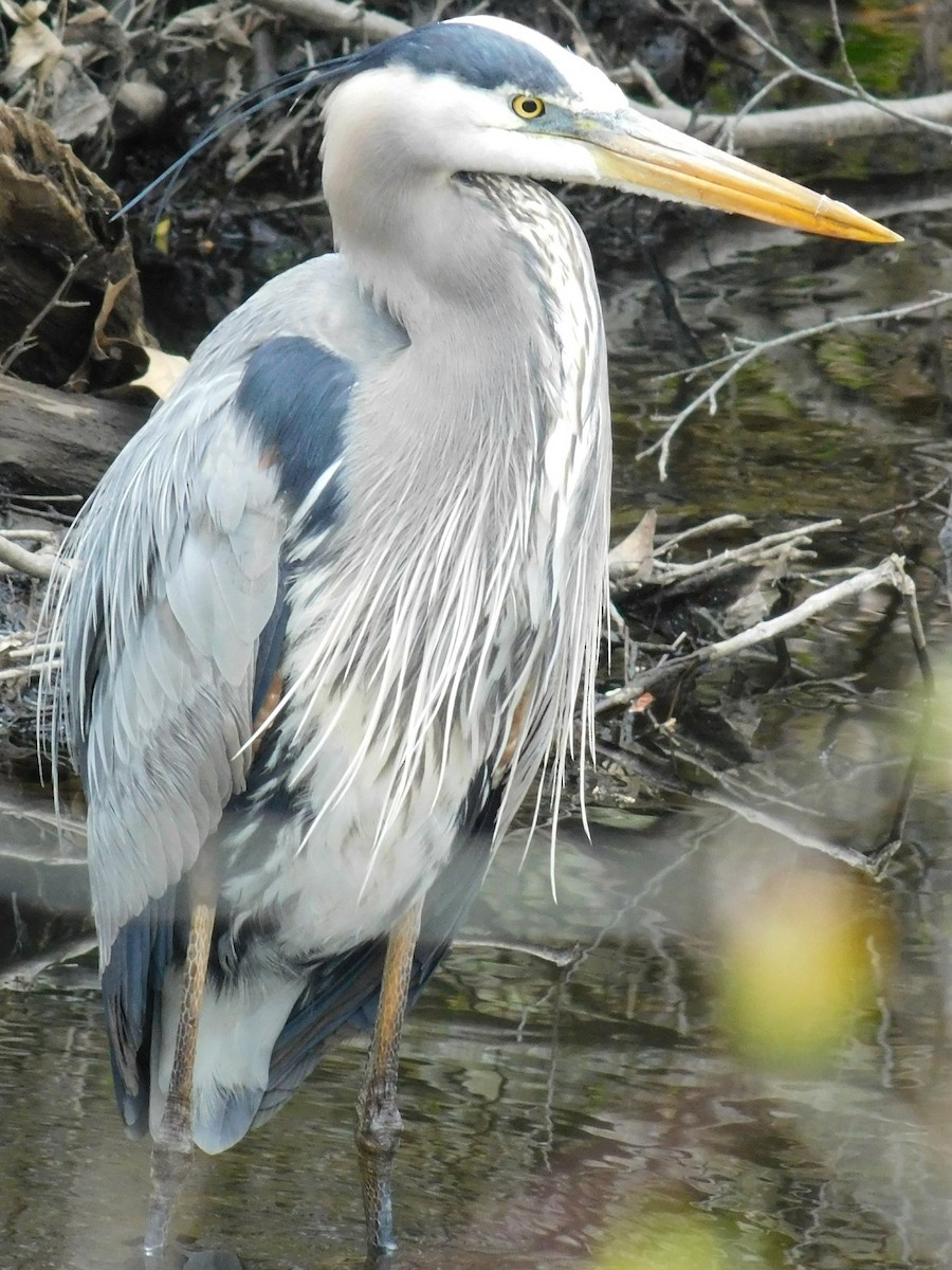 Great Blue Heron - Van Kat