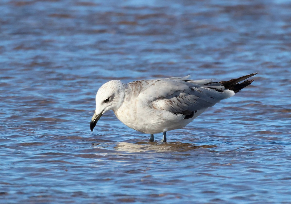 Gaviota de Audouin - ML618329330