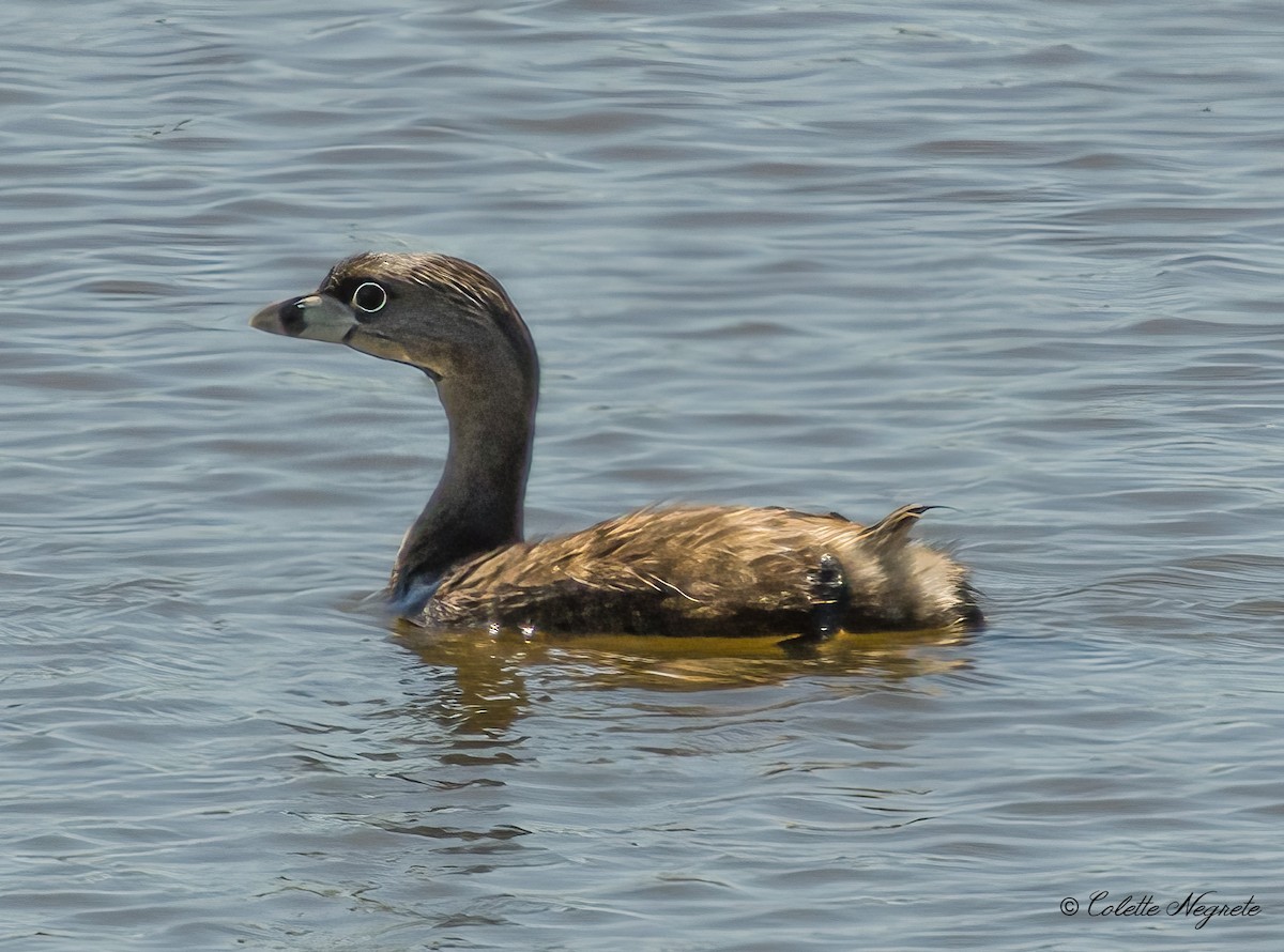 Pied-billed Grebe - ML618329346