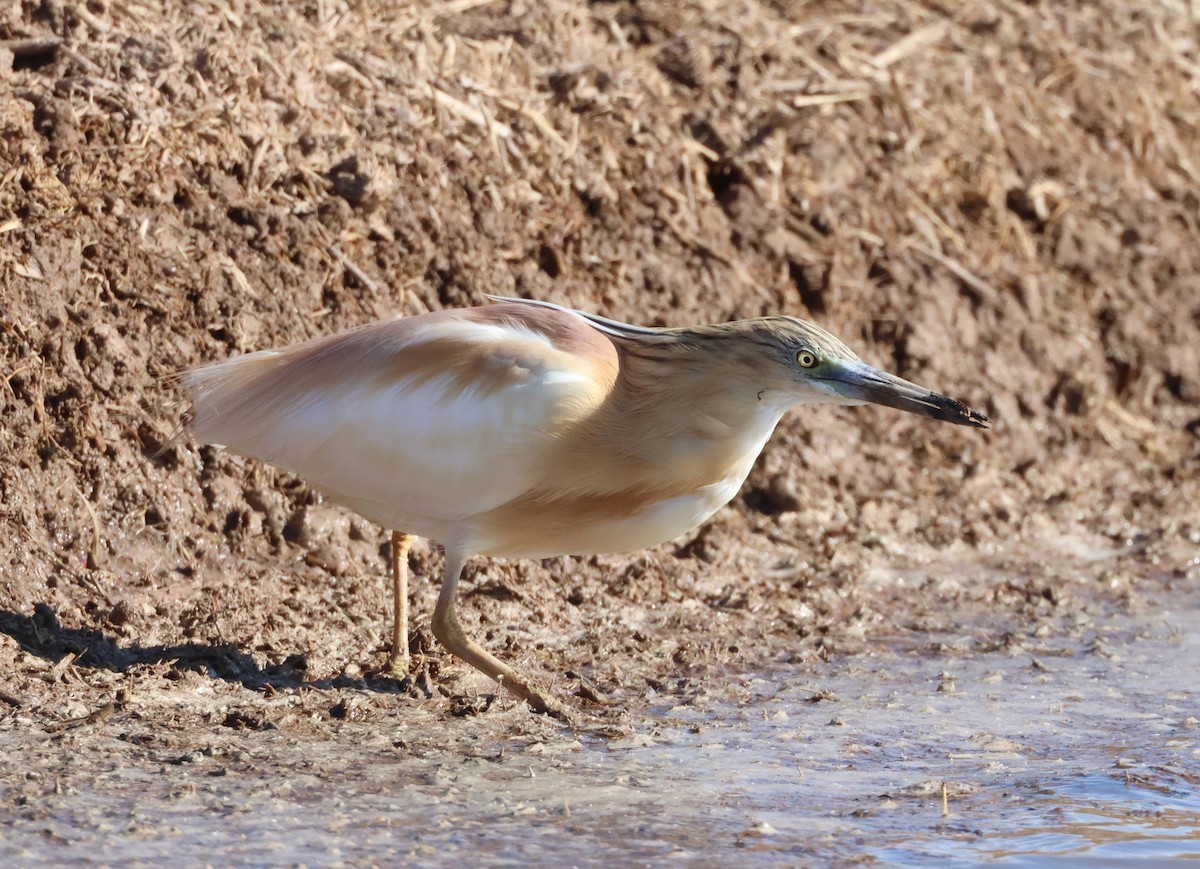 Squacco Heron - ML618329356