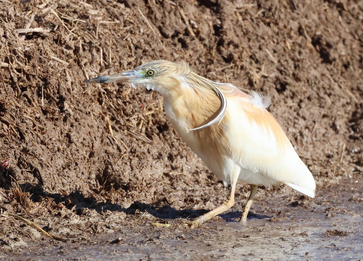 Squacco Heron - ML618329359