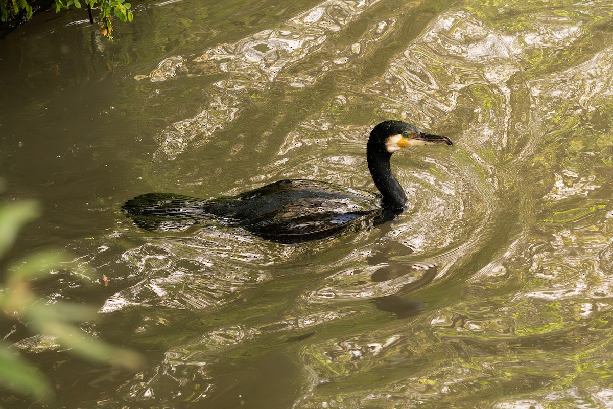 Тураг гогой - ML618329379