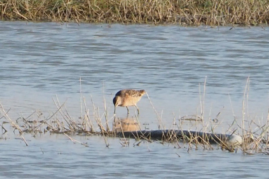 Long-billed Dowitcher - ML618329381