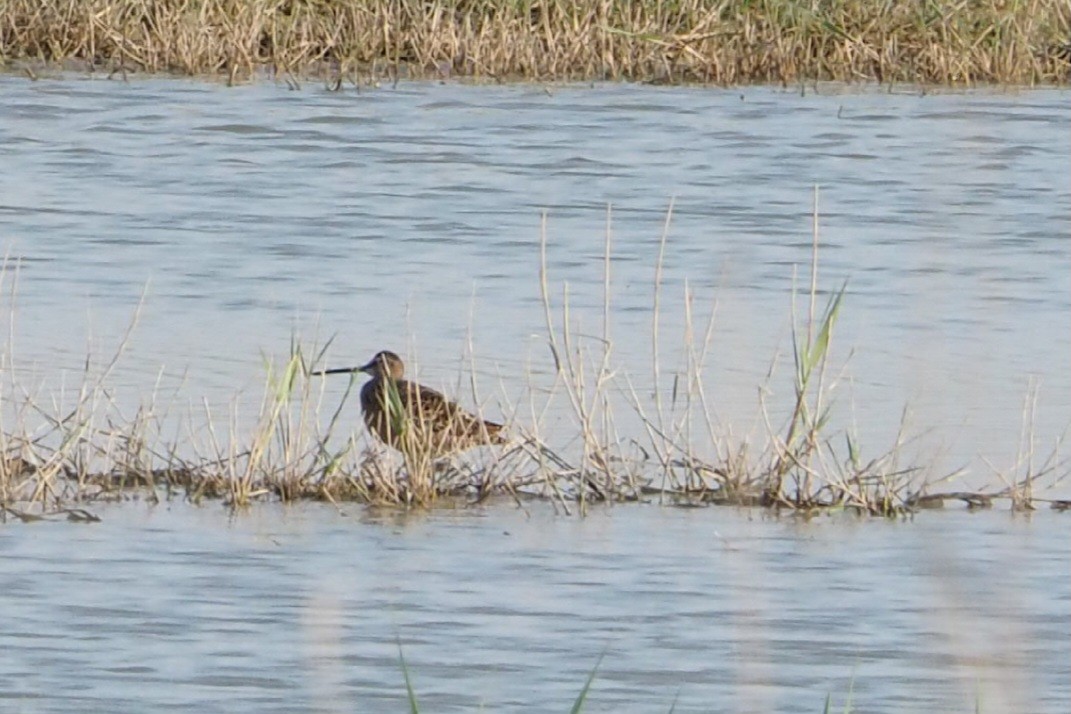 Long-billed Dowitcher - ML618329383