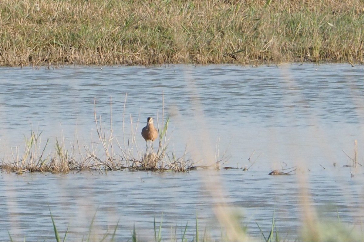 Long-billed Dowitcher - ML618329385