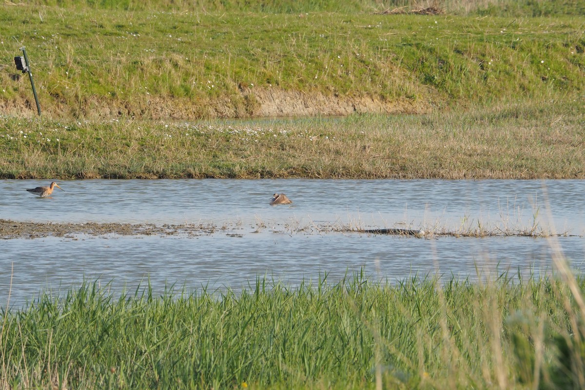 Long-billed Dowitcher - ML618329388