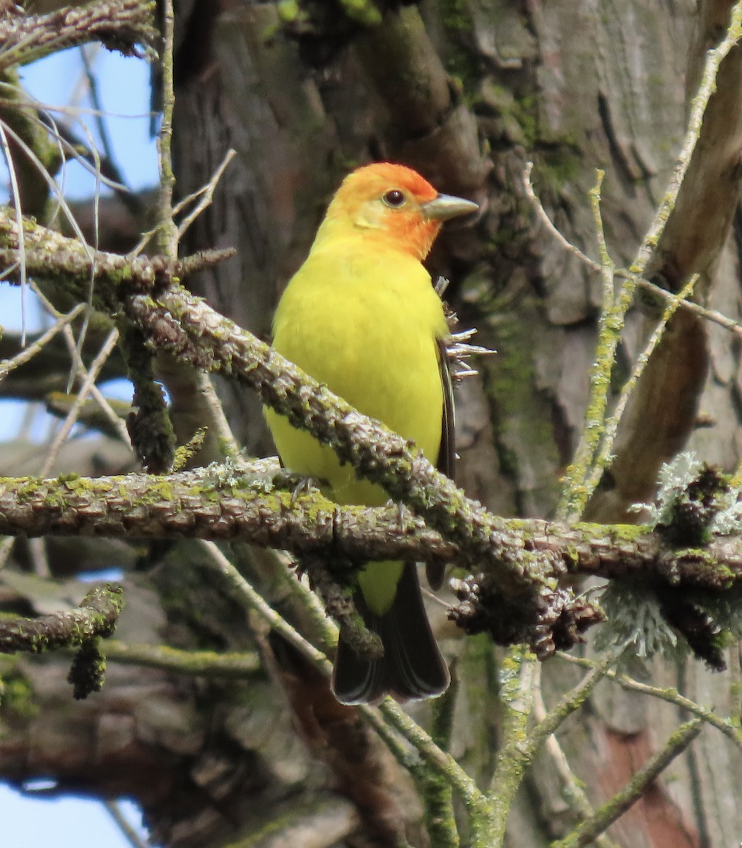 Western Tanager - ML618329435