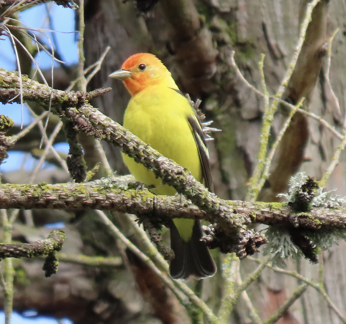 Western Tanager - ML618329443