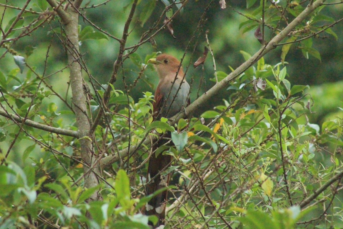 Squirrel Cuckoo - ML618329490