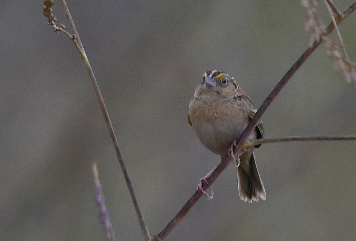 Grasshopper Sparrow - ML618329563