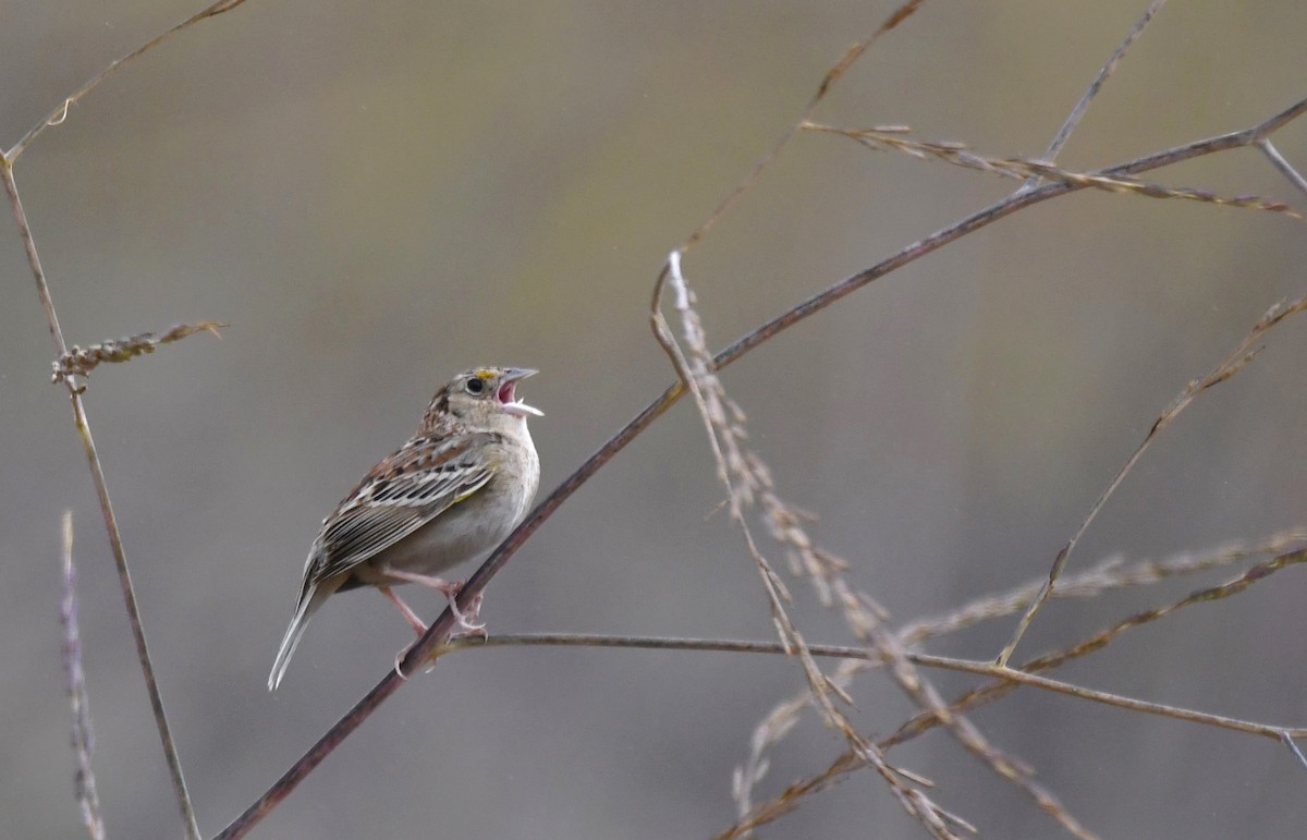 Grasshopper Sparrow - ML618329572